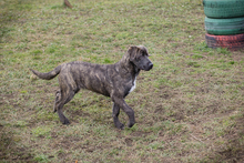 CHIPNR235432, Hund, Mischlingshund in Kroatien - Bild 6