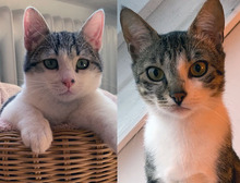 ZOKO, Katze, Europäisch Kurzhaar in Dachau
