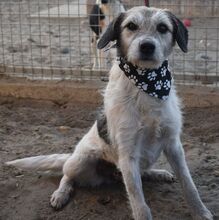 BORI, Hund, Mischlingshund in Ungarn - Bild 3