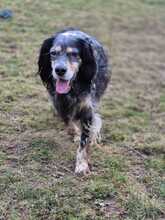 MARIE, Hund, Englisch Setter in Biebergemünd - Bild 1