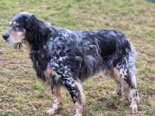 MARIE, Hund, Englisch Setter in Biebergemünd - Bild 2