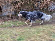 MARIE, Hund, Englisch Setter in Biebergemünd - Bild 5