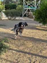 MARIE, Hund, Englisch Setter in Biebergemünd - Bild 7