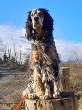 MARIE, Hund, Englisch Setter in Biebergemünd - Bild 9