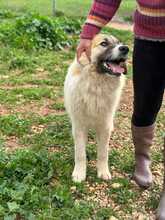 ARKOS, Hund, Herdenschutzhundmischling in Griechenland - Bild 11