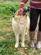 ARKOS, Hund, Herdenschutzhundmischling in Griechenland - Bild 6