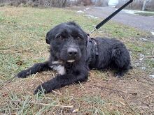 LENNI, Hund, Schnauzer-Mix in Ungarn - Bild 1