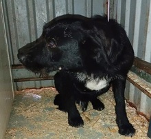 LENNI, Hund, Schnauzer-Mix in Ungarn - Bild 12