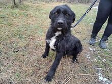 LENNI, Hund, Schnauzer-Mix in Ungarn - Bild 2