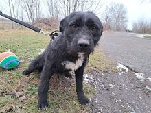 LENNI, Hund, Schnauzer-Mix in Ungarn - Bild 3