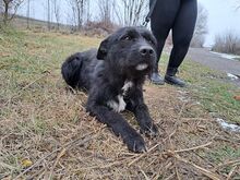 LENNI, Hund, Schnauzer-Mix in Ungarn - Bild 4