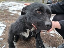 LENNI, Hund, Schnauzer-Mix in Ungarn - Bild 5