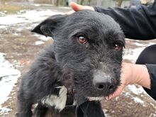 LENNI, Hund, Schnauzer-Mix in Ungarn - Bild 6