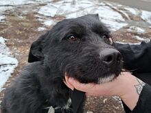 LENNI, Hund, Schnauzer-Mix in Ungarn - Bild 7