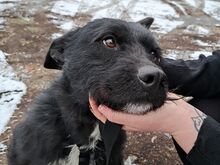 LENNI, Hund, Schnauzer-Mix in Ungarn - Bild 8