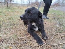 LENNI, Hund, Schnauzer-Mix in Ungarn - Bild 9