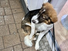 HARRY, Hund, Mischling in Freiburg - Bild 3