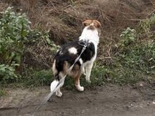 HARRY, Hund, Mischling in Freiburg - Bild 6