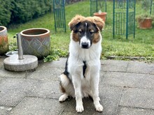 HARRY, Hund, Mischlingshund in Laupheim - Bild 7