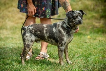 PINTO, Hund, Französische Bulldogge Mischling in Bad Wünnenberg - Bild 1