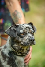 PINTO, Hund, Französische Bulldogge Mischling in Bad Wünnenberg - Bild 10