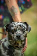 PINTO, Hund, Französische Bulldogge Mischling in Bad Wünnenberg - Bild 11