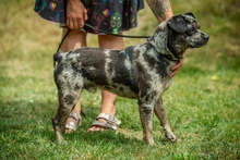 PINTO, Hund, Französische Bulldogge Mischling in Bad Wünnenberg - Bild 12