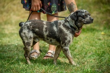 PINTO, Hund, Französische Bulldogge Mischling in Bad Wünnenberg - Bild 13