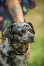 PINTO, Hund, Französische Bulldogge Mischling in Bad Wünnenberg - Bild 14