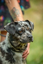 PINTO, Hund, Französische Bulldogge Mischling in Bad Wünnenberg - Bild 15