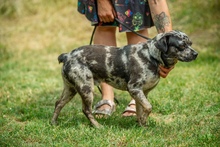 PINTO, Hund, Französische Bulldogge Mischling in Bad Wünnenberg - Bild 5