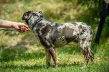 PINTO, Hund, Französische Bulldogge Mischling in Bad Wünnenberg - Bild 6