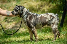 PINTO, Hund, Französische Bulldogge Mischling in Bad Wünnenberg - Bild 7