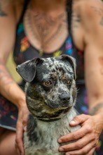 PINTO, Hund, Französische Bulldogge Mischling in Bad Wünnenberg - Bild 9