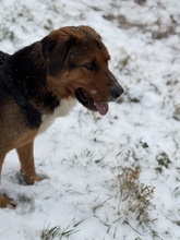 NYRA, Hund, Mischlingshund in Marsberg - Bild 10