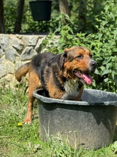 NYRA, Hund, Mischlingshund in Marsberg - Bild 15