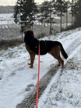 NYRA, Hund, Mischlingshund in Marsberg - Bild 16