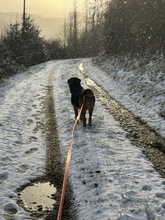 NYRA, Hund, Mischlingshund in Marsberg - Bild 17