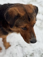 NYRA, Hund, Mischlingshund in Marsberg - Bild 3