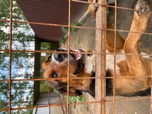 NYRA, Hund, Mischlingshund in Marsberg - Bild 4