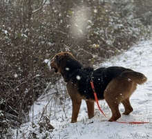 NYRA, Hund, Mischlingshund in Marsberg - Bild 6