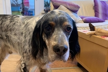 BRIO, Hund, Irish Setter-Mix in Alfter