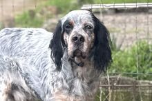 BRIO, Hund, Setter-Mischling in Italien - Bild 1