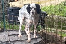 BRIO, Hund, Setter-Mischling in Italien - Bild 2