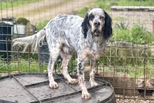 BRIO, Hund, Setter-Mischling in Italien - Bild 3