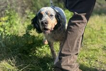 BRIO, Hund, Setter-Mischling in Italien - Bild 4