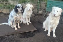 BRIO, Hund, Setter-Mischling in Italien - Bild 6