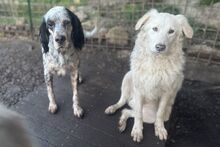 BRIO, Hund, Setter-Mischling in Italien - Bild 7