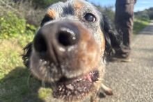 BRIO, Hund, Setter-Mischling in Italien - Bild 8