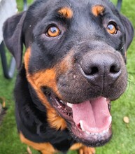 JOYA, Hund, Rottweiler in Fluorn-Winzeln - Bild 1